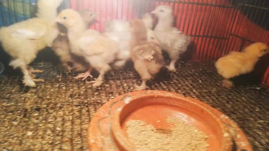 Heavy Buff-Silkie-Polish-Sebright-Bantam-Aseel Chicks For Sale