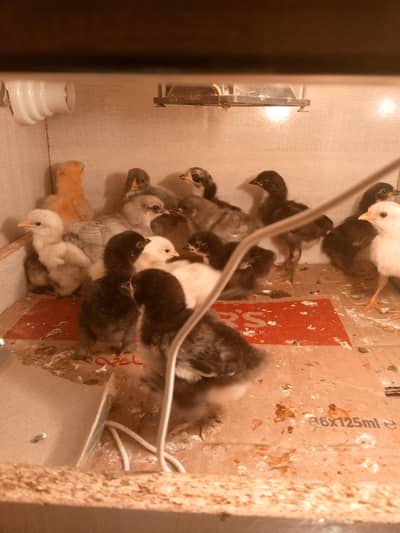 Bantam chicks available