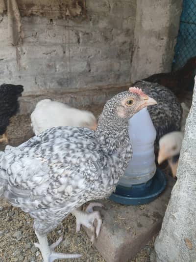 desi / golden misri. chicks for sale