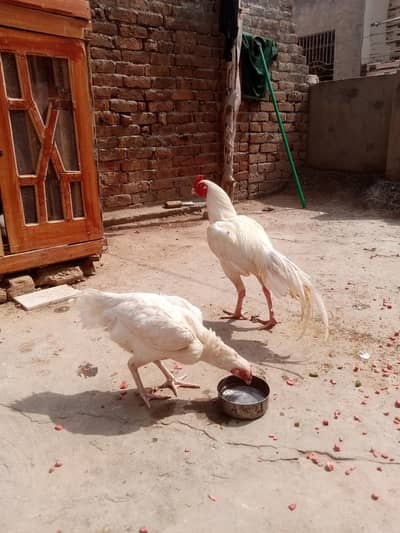 Heera Aseel 2 fimale 1 mail