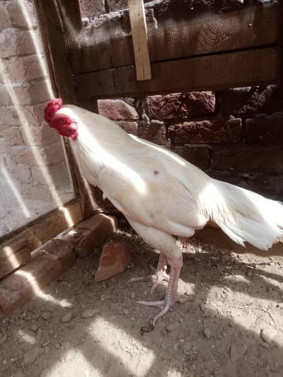 Heera Aseel 2 fimale 1 mail