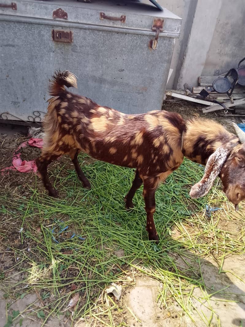 bakra 2