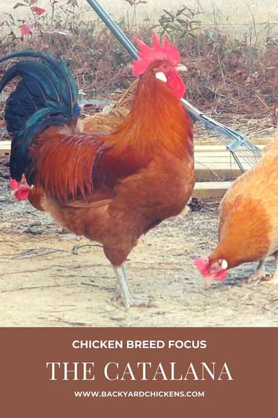 catalan dasi murga rooster for sale