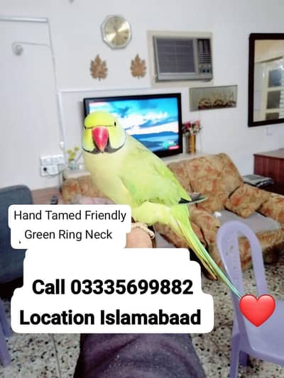 Hand Tamed Friendly Green Ring Neck Male Parrot Jumbo Size
