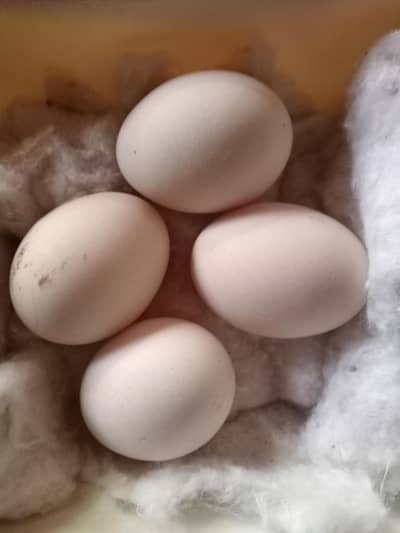 bantam eggs  for sale
