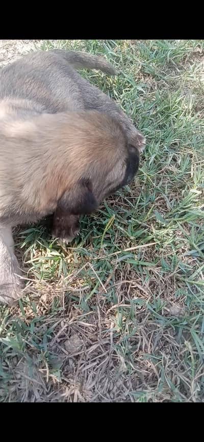 best for security dog