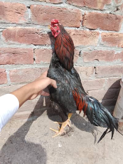 aseel murga for sale