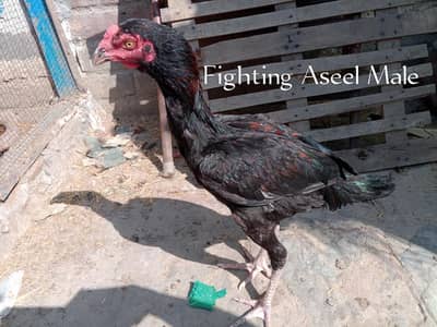 Aseel Sindi cross original aseeel only on  Rs. 3500