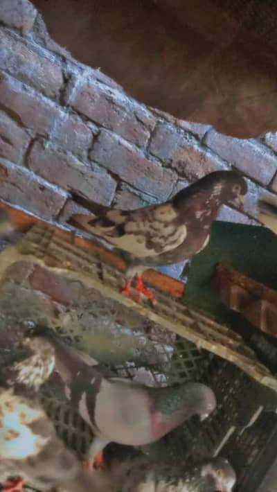 Bhai Bazi Wala kabutar