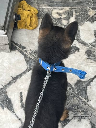 All vaccinated complete