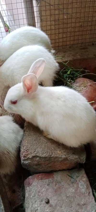 Rabbit baby for sale healthy and active home breed/خرگوش