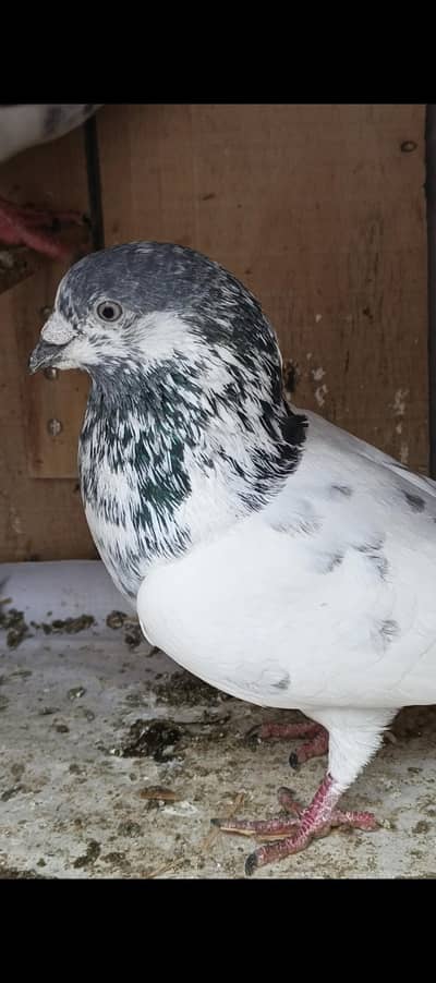 Outclass Batera, King size Chapra and English Lucky