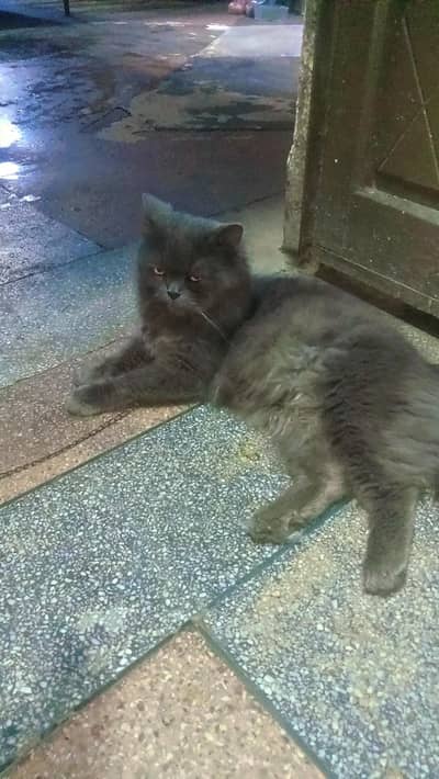 beautiful male cat for sale grey color
