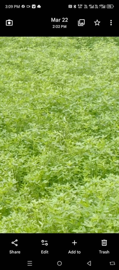 Fresh khoya hole sell available All Lahore delivery free