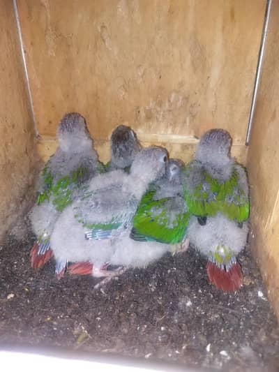 Healthy pineapple conure mother feed chicks best canore for hand tame