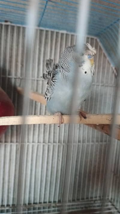 Exhi Grey King size Hogoromo Double Flower  Male & Violet female