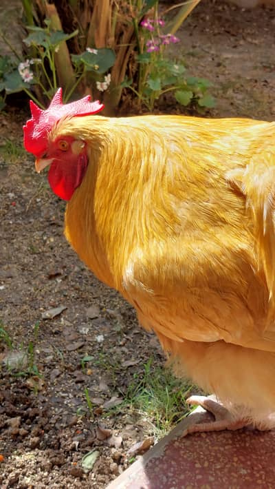 Golden Buff Orpington