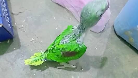 Raw/Kashmiri Pahari Male Chicks Available