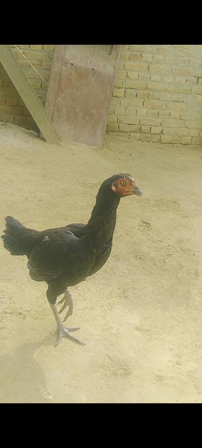 mushkil female top quality mianwali cross