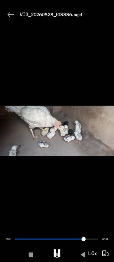 Paper white Hira Aseel Chicks & Fertile eggs For sale in reasonable
