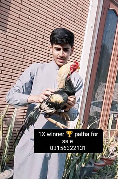 High quality mianwali aseel breed