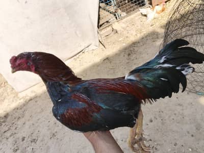 Health active aseel up for sale