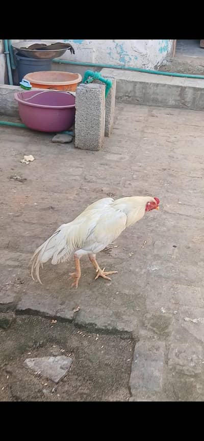 asel morgha fore sale