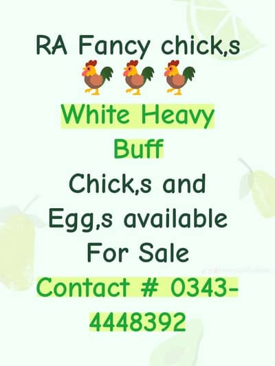 white heavy buff chick,s