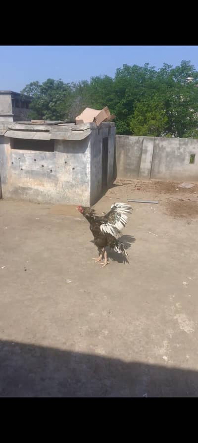 aseel murga for sale. 03490034371