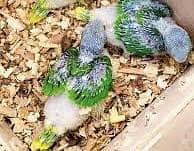Alexandrine Raw Chicks Pair