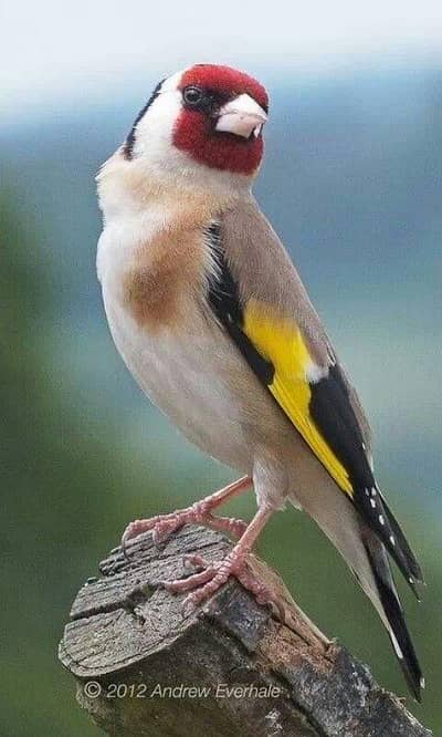 European Gold finch