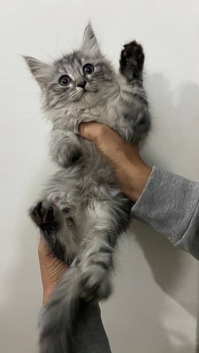 Persian kitten in smokey grey