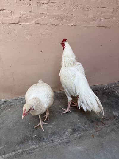 Pair Paper White Heera Patha and madi