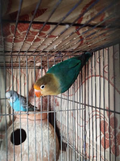 Love bird for sale | parblue ino |