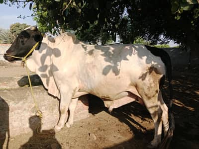 white gulabi cross big Bull