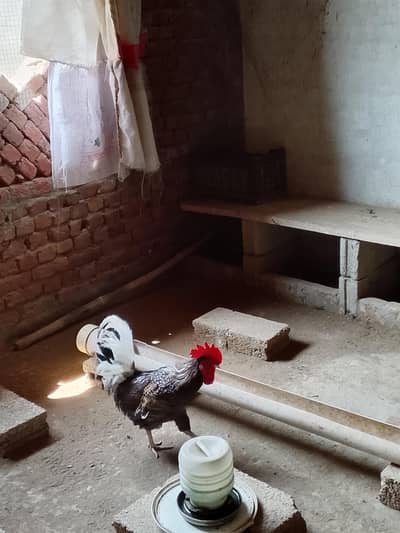 دیسی مرغا گھر کا پلاں ہو ا برائے فروخت قیمت 2500 رابط نمبر 03330952870