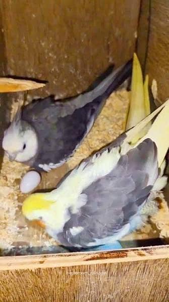 Breeder cocktail pair + one adult male for sale