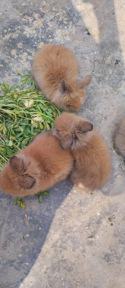 Lionhead Rabbits