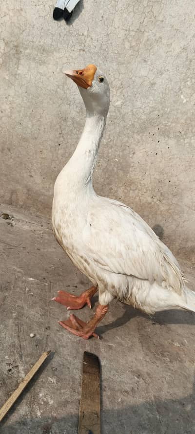 a mail white duck available