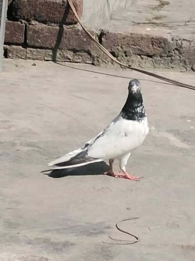 pigeon