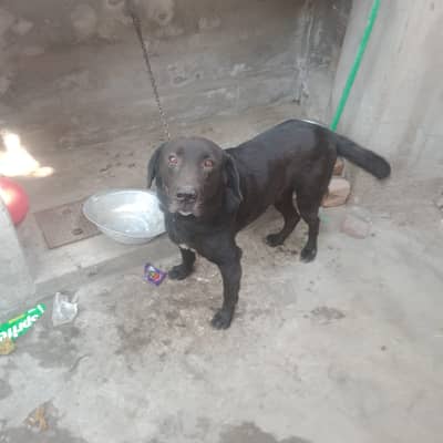 Labrador Dog Child Friendly