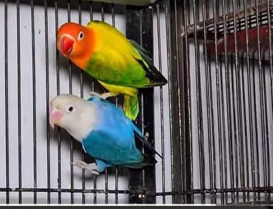 Breader pair with eggs all mutations