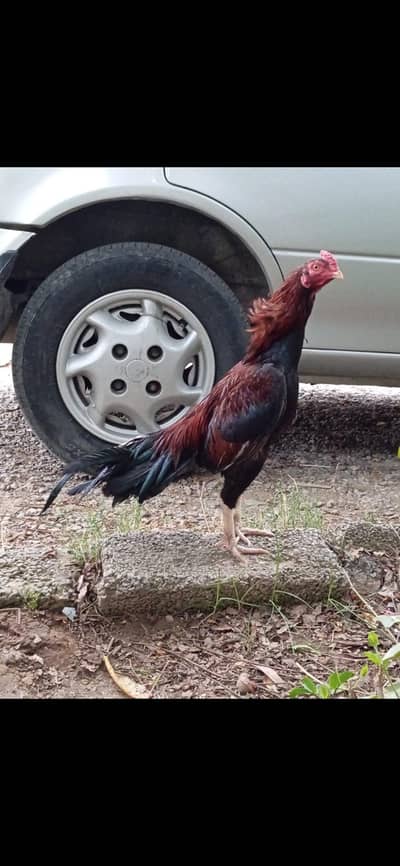 aseel murga / amroha aseel