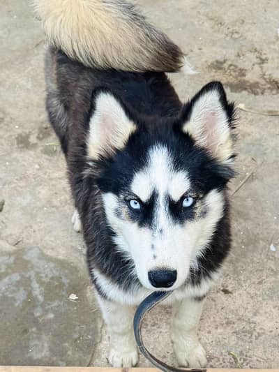 Siberian huskey pair best quality