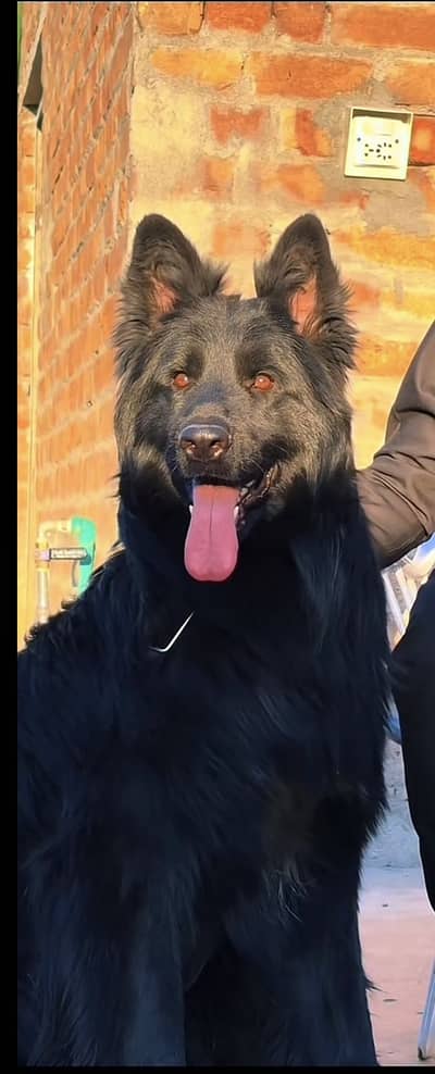 Stud available hai padgree male hai my number 03285109700