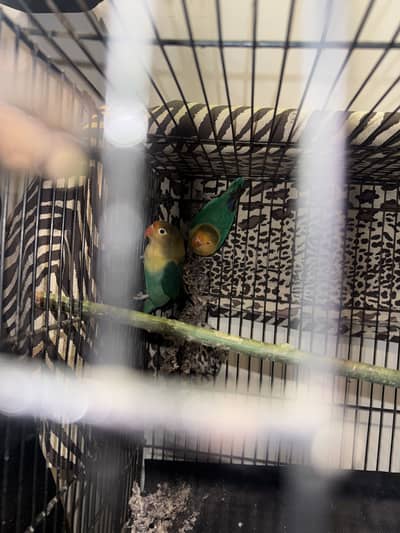 Love birds with cage