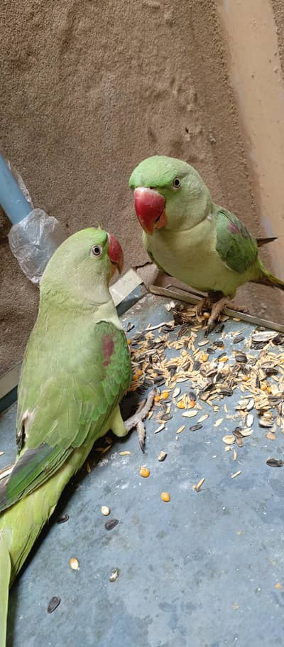 pure Alexander Kashmiri Raw Young 2 piece available