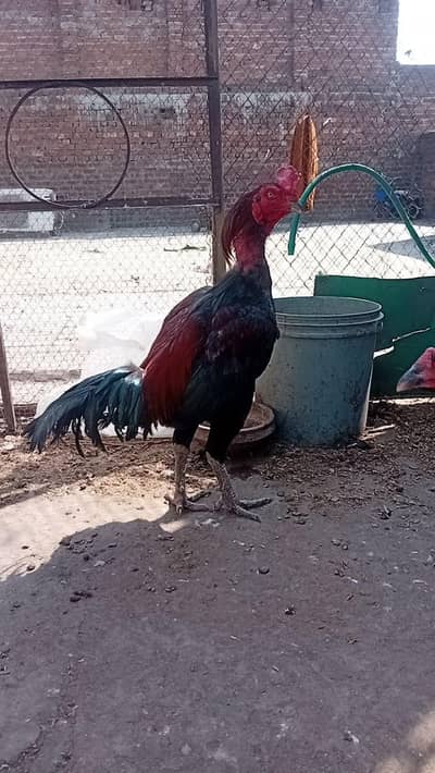 Burmi chiks for sale