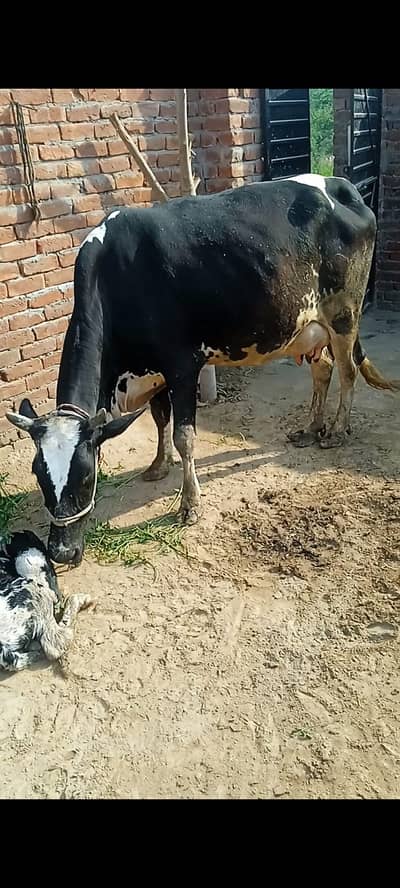 Taza Sui Cholistani Cross Cow