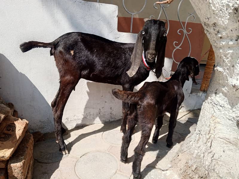 بکری ایک بچی کے ساتھ 0